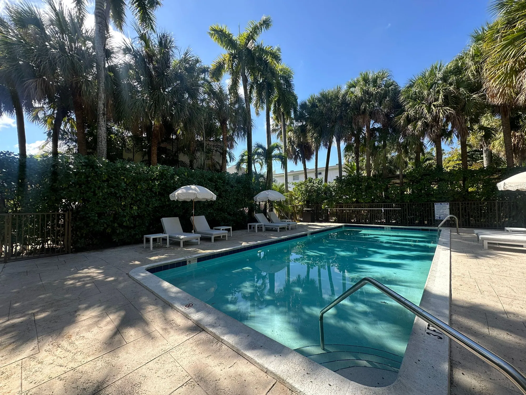The pool in morning light, palms overhead and loungers along the edge